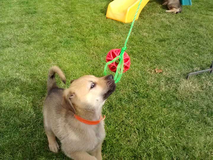 chinook dog